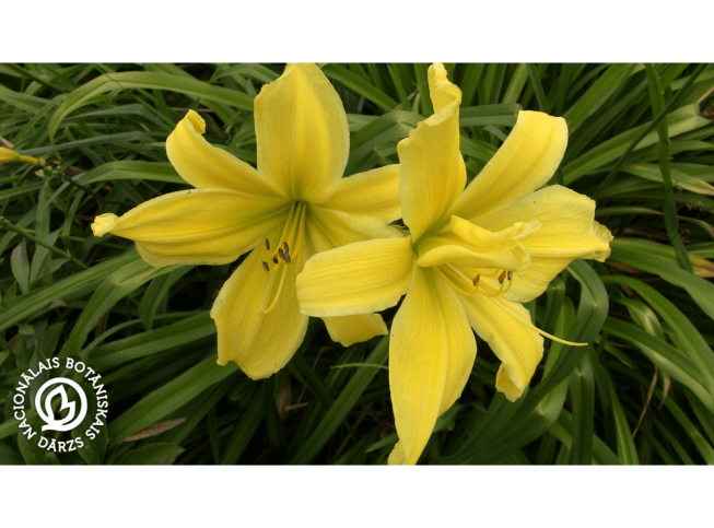 Hemerocallis   'Limited Edition'